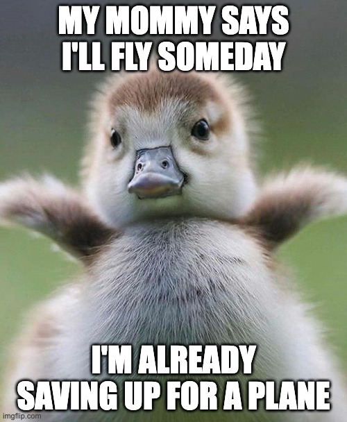 Flying | MY MOMMY SAYS I'LL FLY SOMEDAY; I'M ALREADY SAVING UP FOR A PLANE | image tagged in baby duck | made w/ Imgflip meme maker