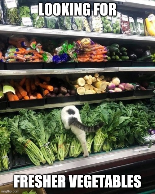 Cat meme | LOOKING FOR; FRESHER VEGETABLES | image tagged in cat,cats,grocery store | made w/ Imgflip meme maker