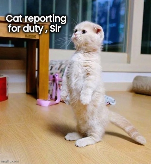 Advanced Pet Training Graduate | Cat reporting
   for duty , Sir | image tagged in funny cats,military humor,cats and dogs living together,mass hysteria,who you gonna call | made w/ Imgflip meme maker