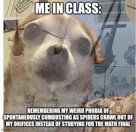 Me in math class remembering my weird phobia | ME IN CLASS:; REMEMBERING MY WEIRD PHOBIA OF SPONTANEOUSLY COMBUSTING AS SPIDERS CRAWL OUT OF MY ORIFICES INSTEAD OF STUDYING FOR THE MATH FINAL | image tagged in ptsd chihuahua | made w/ Imgflip meme maker