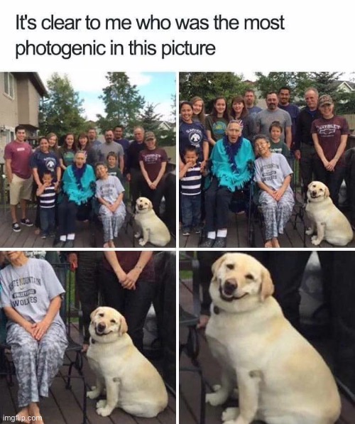 image tagged in repost,wholesome,picture,dogs,memes,funny | made w/ Imgflip meme maker