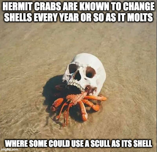 Hermit Crab With Skull | HERMIT CRABS ARE KNOWN TO CHANGE SHELLS EVERY YEAR OR SO AS IT MOLTS; WHERE SOME COULD USE A SCULL AS ITS SHELL | image tagged in hermit crab,skull,memes | made w/ Imgflip meme maker