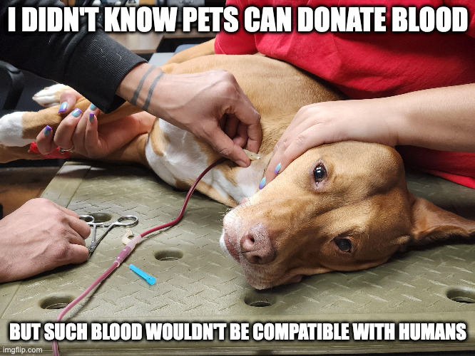 Pitbull Donating Blood | I DIDN'T KNOW PETS CAN DONATE BLOOD; BUT SUCH BLOOD WOULDN'T BE COMPATIBLE WITH HUMANS | image tagged in dogs,memes | made w/ Imgflip meme maker