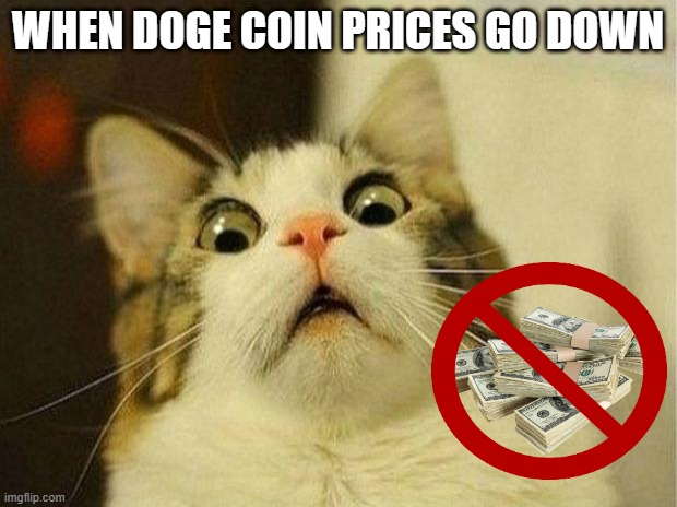 oh no help | WHEN DOGE COIN PRICES GO DOWN | image tagged in memes,scared cat,oh no,sad,help me,help | made w/ Imgflip meme maker