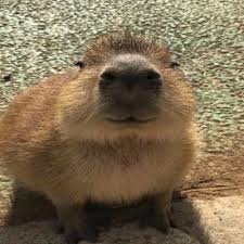 Capybara Blank Meme Template