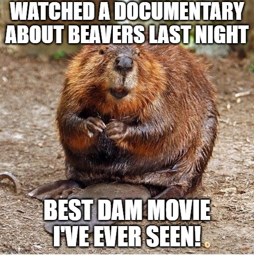 Beaver Film | WATCHED A DOCUMENTARY ABOUT BEAVERS LAST NIGHT; BEST DAM MOVIE I'VE EVER SEEN! | image tagged in beaver | made w/ Imgflip meme maker