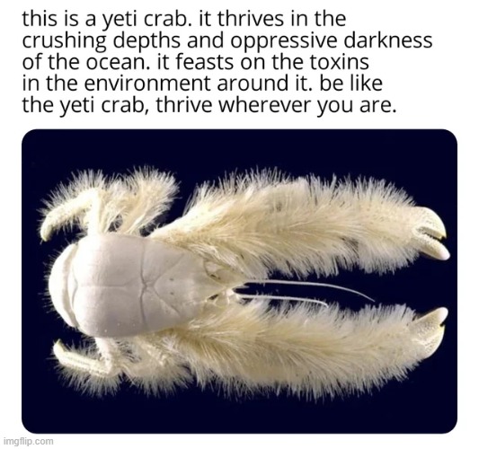 The Yeti Crab | image tagged in yeti,crab,memes,wholesome,repost,funny | made w/ Imgflip meme maker