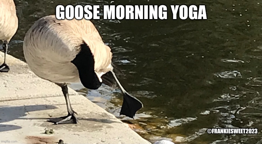 Goose morning yoga | GOOSE MORNING YOGA; ©FRANKIESWEET2023 | image tagged in goose,animal,yoga,exercise,funny wild animals  animals,canada goose | made w/ Imgflip meme maker