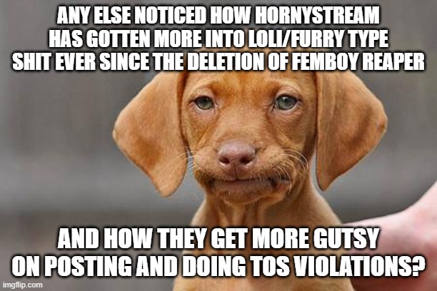 anyone? | ANY ELSE NOTICED HOW HORNYSTREAM HAS GOTTEN MORE INTO LOLI/FURRY TYPE SHIT EVER SINCE THE DELETION OF FEMBOY REAPER; AND HOW THEY GET MORE GUTSY ON POSTING AND DOING TOS VIOLATIONS? | image tagged in dissapointed puppy | made w/ Imgflip meme maker