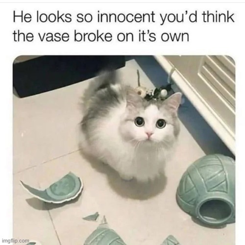 image tagged in wholesome,wholesome content,cats,repost,memes,funny | made w/ Imgflip meme maker