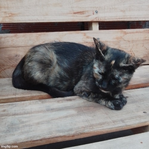 unsolicited cat reveal | made w/ Imgflip meme maker