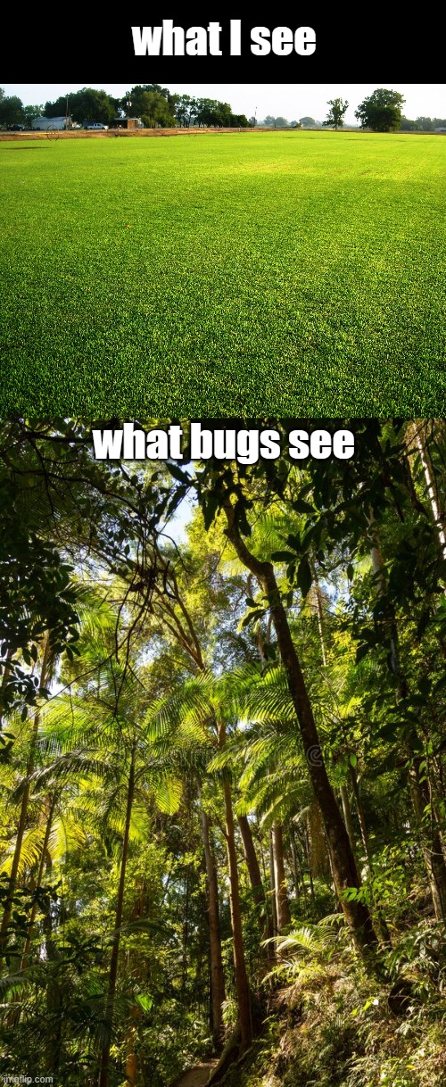 Meme #404 | what I see; what bugs see | image tagged in grass,jungle,bugs,funny,ants,true | made w/ Imgflip meme maker