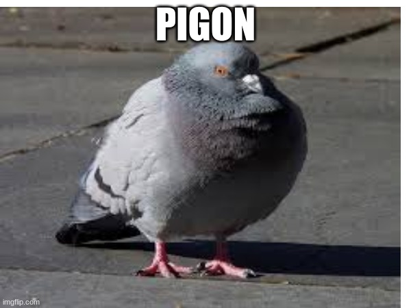 Pigon | PIGON | image tagged in pigon | made w/ Imgflip meme maker