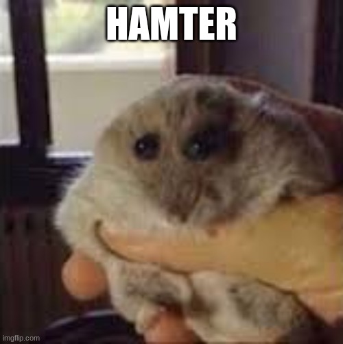 hamter | HAMTER | image tagged in hamter | made w/ Imgflip meme maker