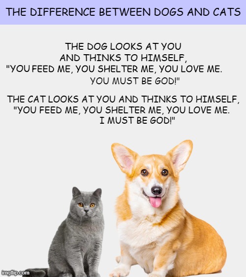 The Difference Between Dogs and Cats | image tagged in dog,dogs,cat,cats,god,memes | made w/ Imgflip meme maker