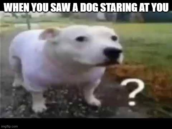 WHEN YOU SAW A DOG STARING AT YOU | image tagged in dog | made w/ Imgflip meme maker
