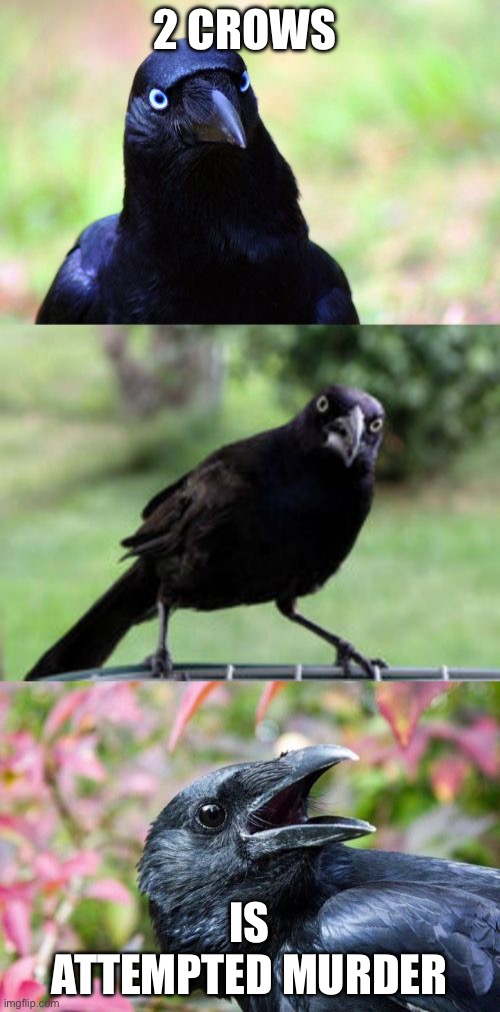 Attempted murder | 2 CROWS; IS ATTEMPTED MURDER | image tagged in bad pun crow,murder | made w/ Imgflip meme maker