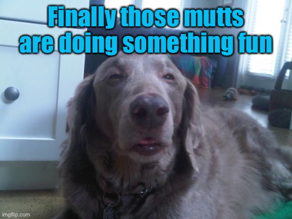 High Dog Meme | Finally those mutts are doing something fun | image tagged in memes,high dog | made w/ Imgflip meme maker