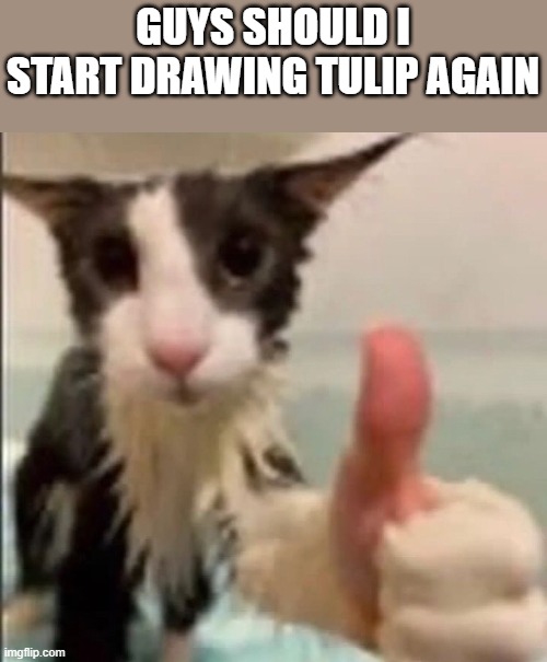 jeskbsbs | GUYS SHOULD I START DRAWING TULIP AGAIN | image tagged in cat thumbs up | made w/ Imgflip meme maker