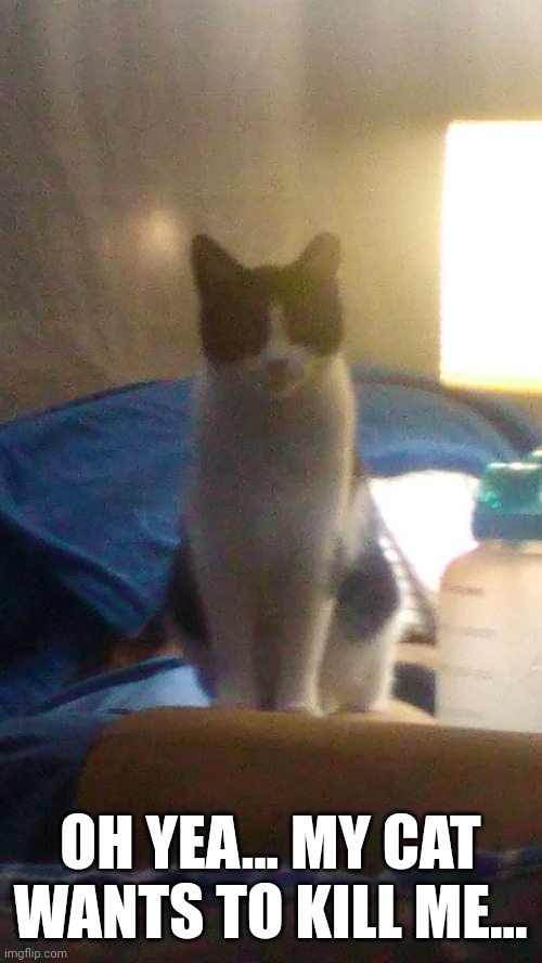 I'm just looking at him | OH YEA... MY CAT WANTS TO KILL ME... | made w/ Imgflip meme maker