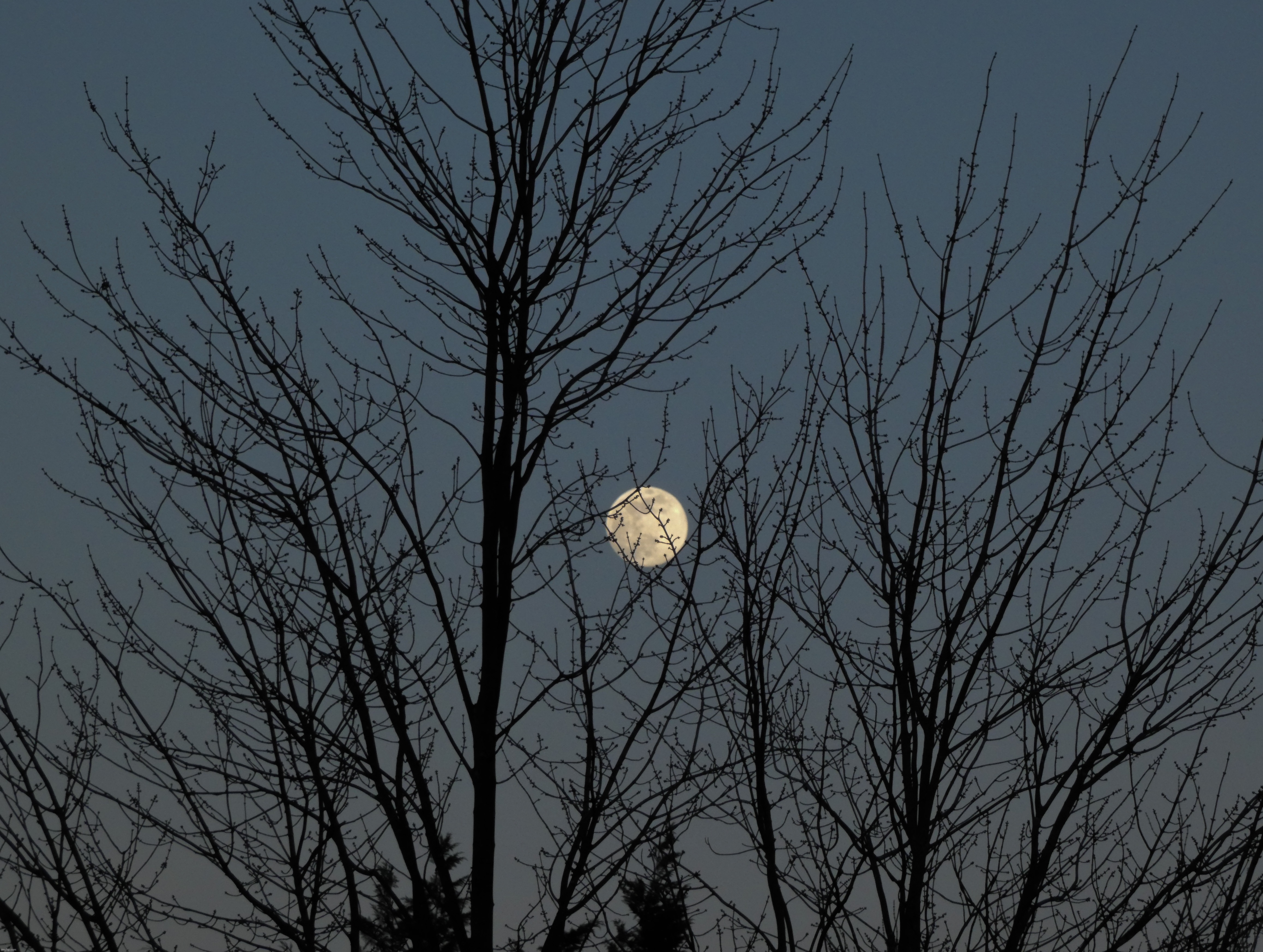 The moon through the trees a couple days ago | image tagged in share your own photos | made w/ Imgflip meme maker