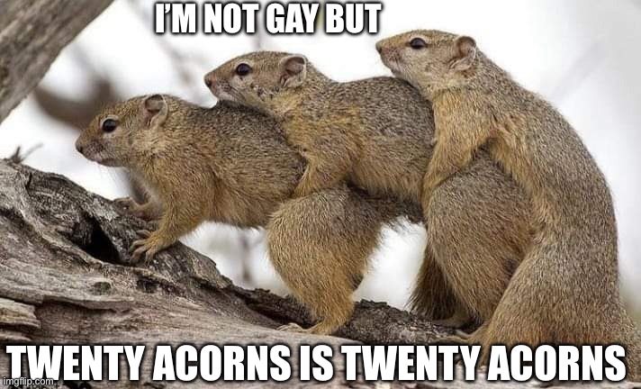 Twenty acorns | I’M NOT GAY BUT; TWENTY ACORNS IS TWENTY ACORNS | image tagged in funny | made w/ Imgflip meme maker