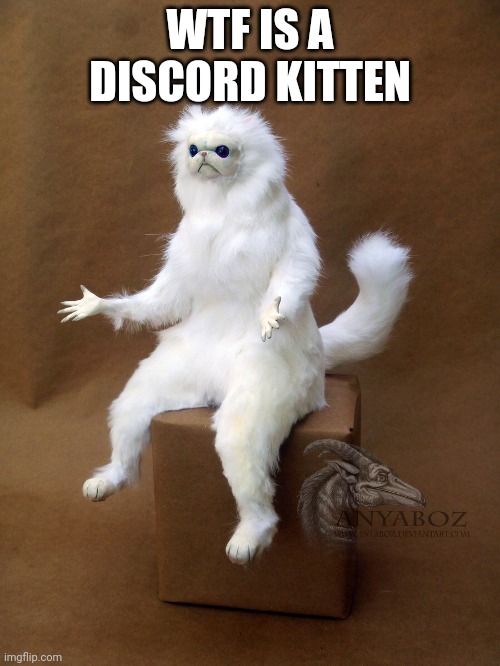 seriously | WTF IS A DISCORD KITTEN | image tagged in memes,persian cat room guardian single | made w/ Imgflip meme maker