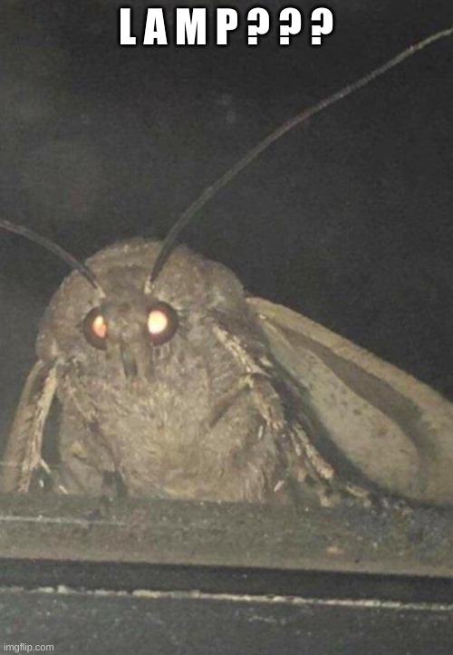 Moth | L A M P ? ? ? | image tagged in moth | made w/ Imgflip meme maker