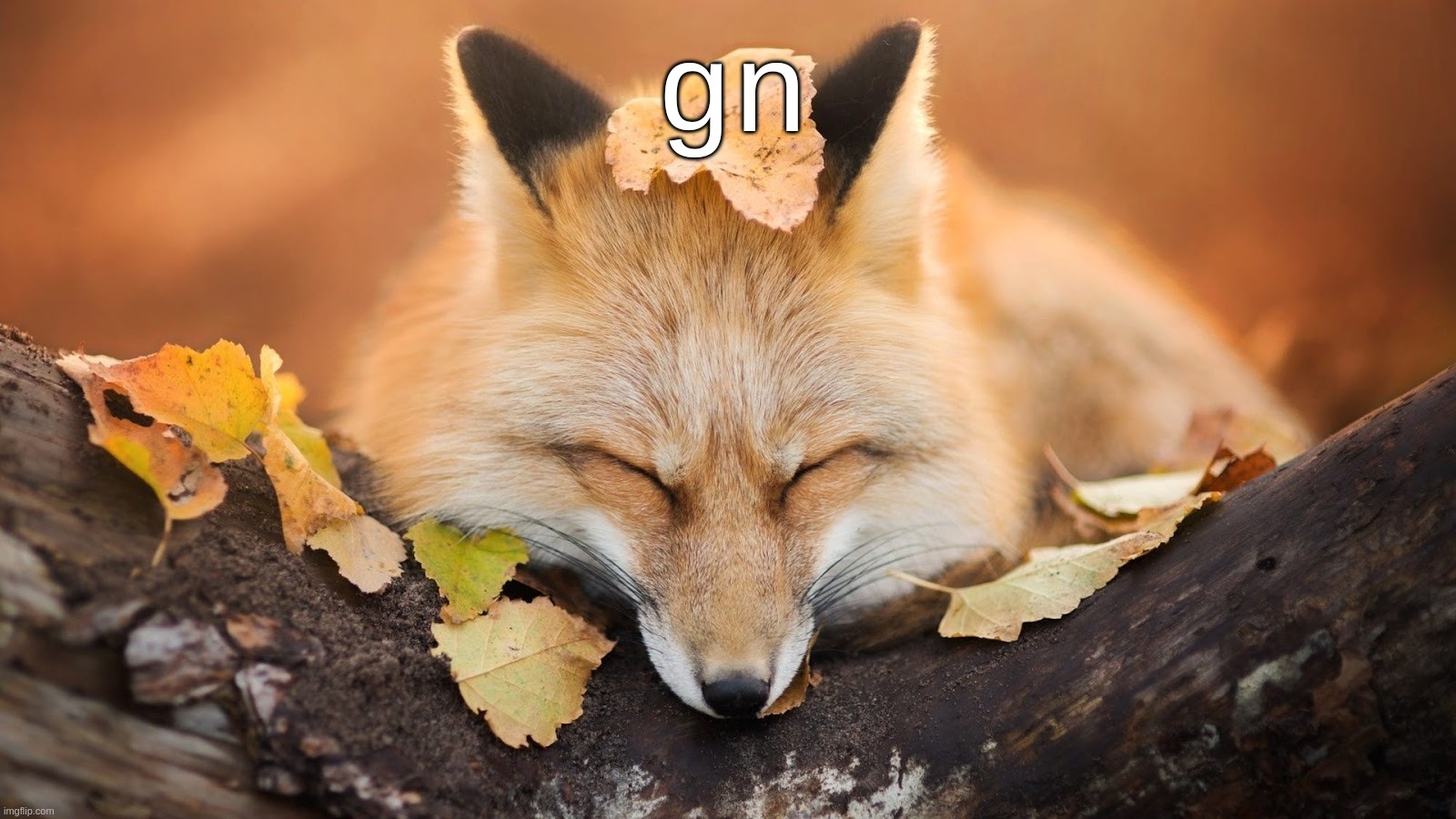 am slep | gn | image tagged in goodnight | made w/ Imgflip meme maker