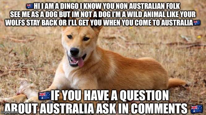 Australia | 🇦🇺HI I AM A DINGO I KNOW YOU NON AUSTRALIAN FOLK SEE ME AS A DOG BUT IM NOT A DOG I’M A WILD ANIMAL LIKE YOUR WOLFS STAY BACK OR I’LL GET YOU WHEN YOU COME TO AUSTRALIA🇦🇺; 🇦🇺IF YOU HAVE A QUESTION ABOUT AUSTRALIA ASK IN COMMENTS 🇦🇺 | image tagged in dingo | made w/ Imgflip meme maker