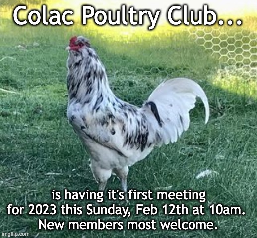 Colac Poultry | Colac Poultry Club... is having it's first meeting for 2023 this Sunday, Feb 12th at 10am. 
New members most welcome. | image tagged in chickens | made w/ Imgflip meme maker