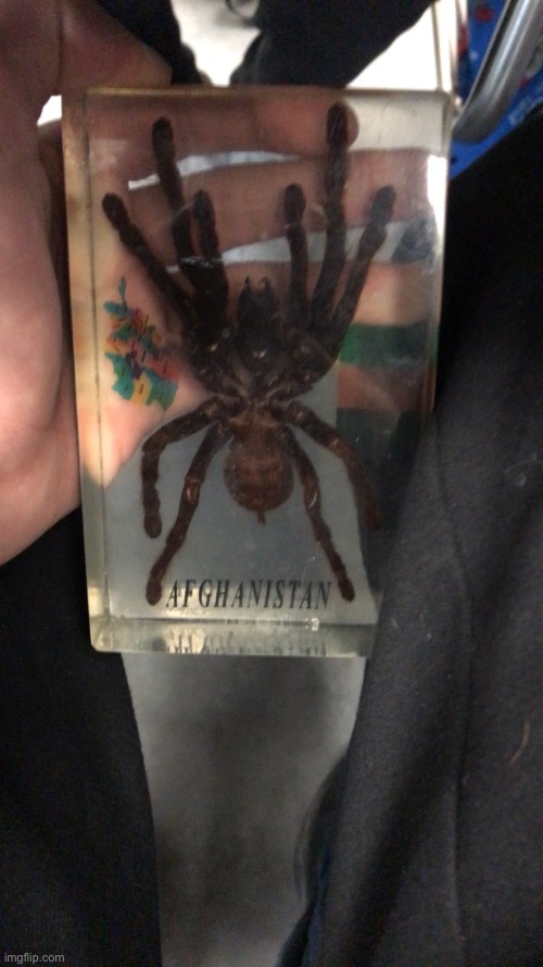 This is asal the afghan spider | made w/ Imgflip meme maker