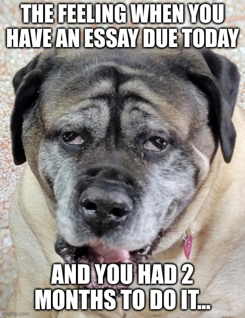 Yawning Mastiff | THE FEELING WHEN YOU HAVE AN ESSAY DUE TODAY; AND YOU HAD 2 MONTHS TO DO IT... | image tagged in yawning mastiff | made w/ Imgflip meme maker