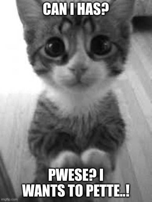 i can has, pwese? | CAN I HAS? PWESE? I WANTS TO PETTE..! | image tagged in i can has pwese | made w/ Imgflip meme maker