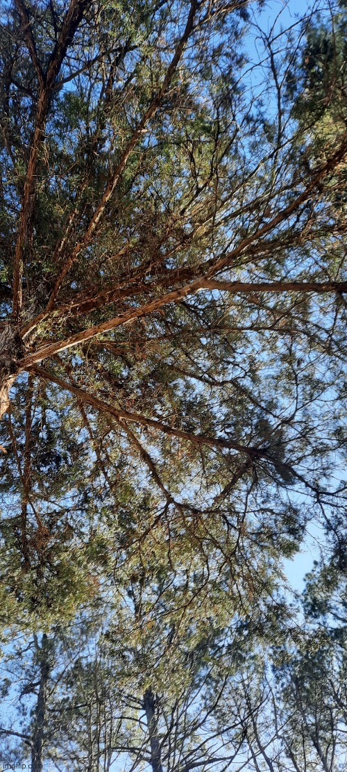 Sunny Tree | made w/ Imgflip meme maker