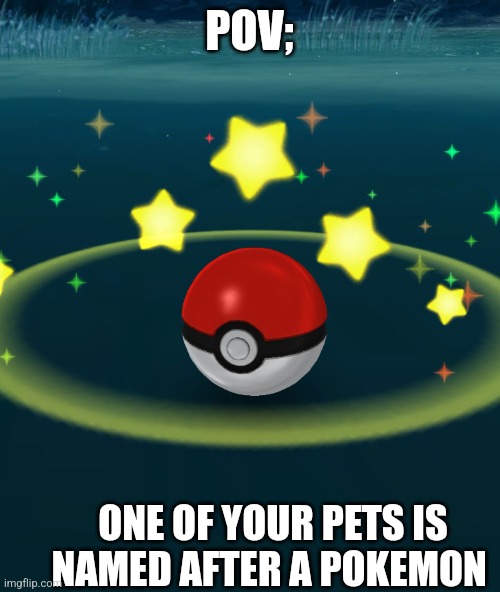 Point of View -> National Pokémon Day | POV;; ONE OF YOUR PETS IS NAMED AFTER A POKEMON | image tagged in pokeball,pets | made w/ Imgflip meme maker