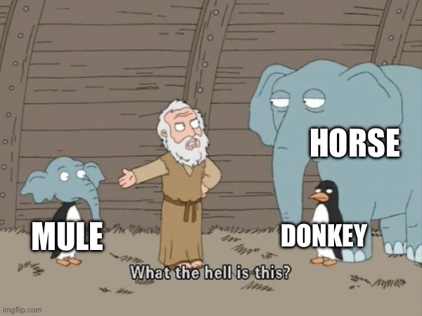 I have been thinking about this for a while | HORSE; DONKEY; MULE | image tagged in what the hell is this | made w/ Imgflip meme maker