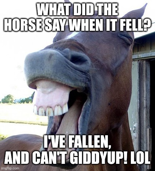 Funny Horse Face Imgflip