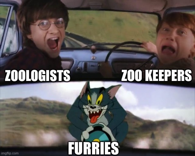 Tom chasing Harry and Ron Weasly | ZOO KEEPERS; ZOOLOGISTS; FURRIES | image tagged in tom chasing harry and ron weasly,animals,zoo,furries | made w/ Imgflip meme maker