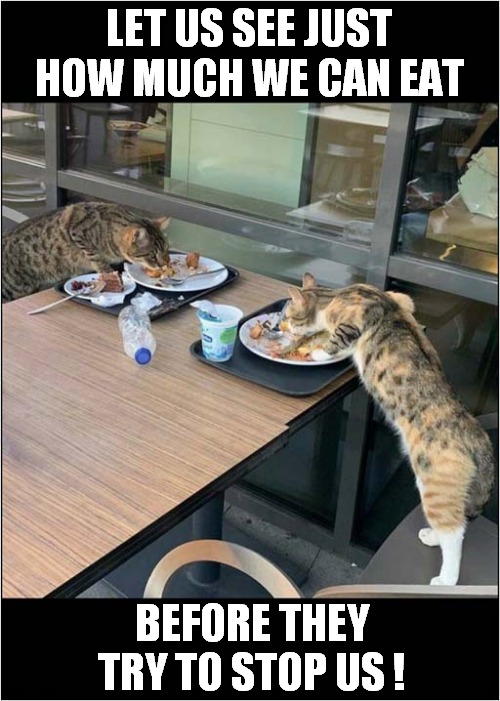 Plates ! | LET US SEE JUST HOW MUCH WE CAN EAT; BEFORE THEY TRY TO STOP US ! | image tagged in cats,stealing,food,plates | made w/ Imgflip meme maker