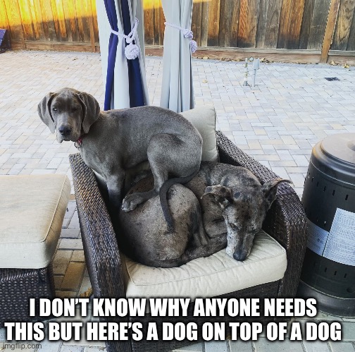 There my dogs btw | I DON’T KNOW WHY ANYONE NEEDS THIS BUT HERE’S A DOG ON TOP OF A DOG | image tagged in doggo,funny animals | made w/ Imgflip meme maker