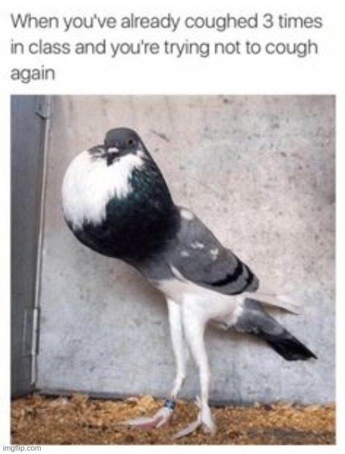 Now this is relatable | image tagged in memes,fun,pigeon,school | made w/ Imgflip meme maker