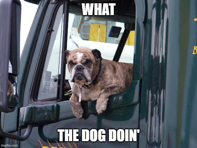 What the dog doin' | WHAT; THE DOG DOIN' | image tagged in pets,dog,dogs,funny dogs,funny meme,funny dog memes | made w/ Imgflip meme maker