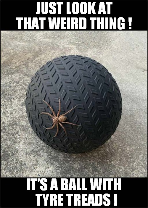 Ignoring The Obvious ! | JUST LOOK AT THAT WEIRD THING ! IT'S A BALL WITH
  TYRE TREADS ! | image tagged in fun,ball,tyre,tire,spider | made w/ Imgflip meme maker
