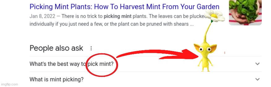Picking Mint Plants: How To Harvest Mint From Your Garden