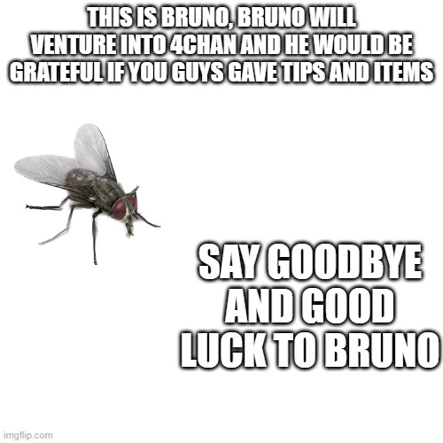 pls help bruno | THIS IS BRUNO, BRUNO WILL VENTURE INTO 4CHAN AND HE WOULD BE GRATEFUL IF YOU GUYS GAVE TIPS AND ITEMS; SAY GOODBYE AND GOOD LUCK TO BRUNO | image tagged in memes,funny memes,funny,4chan | made w/ Imgflip meme maker