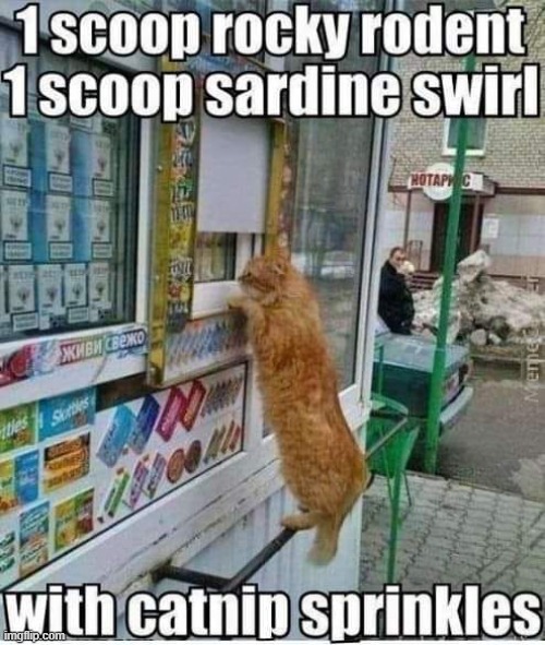 Kitty ice cream | image tagged in cat,ice cream | made w/ Imgflip meme maker