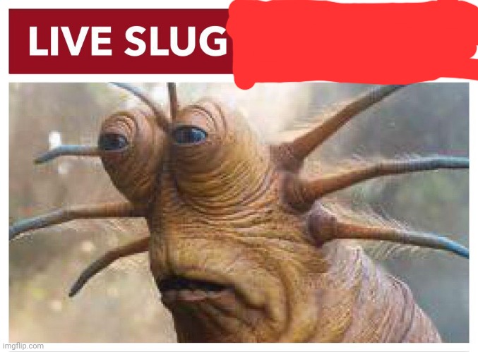 Live slug reaction | image tagged in live slug reaction | made w/ Imgflip meme maker