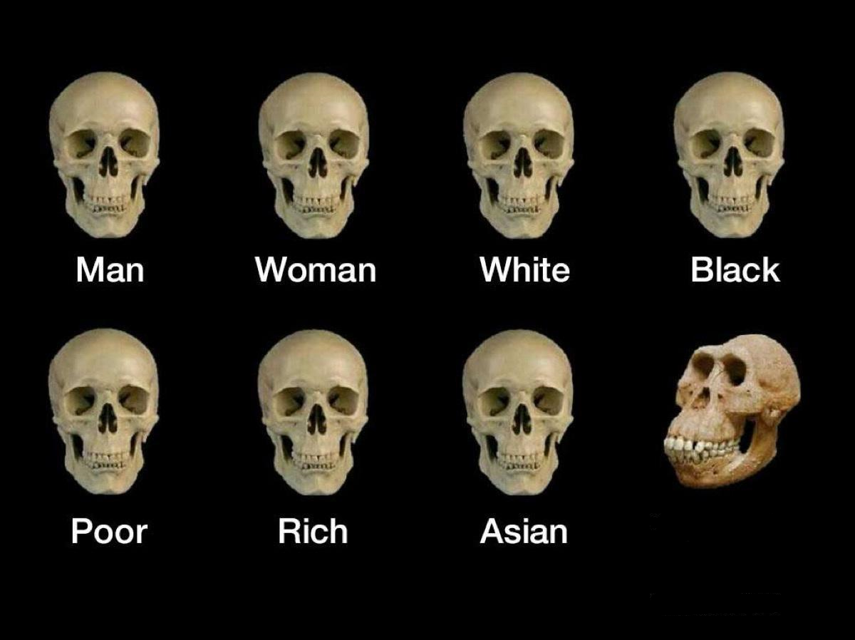 Skull idiot Blank Meme Template