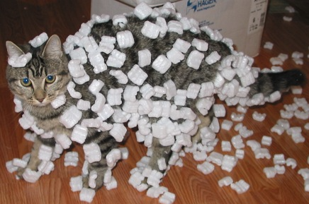 High Quality Styrofoam Cat Blank Meme Template